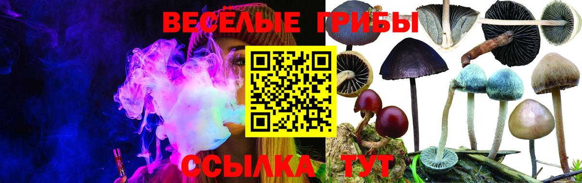 Артём  Псилоцибиновые грибы Cubensis  Вход с VPN 